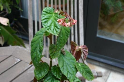 B. plumieri var. plumieri